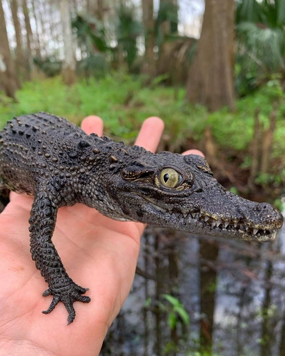 GatorsDaily's tweet photo. look into his eyes https://t.co/QIAm70LmtT