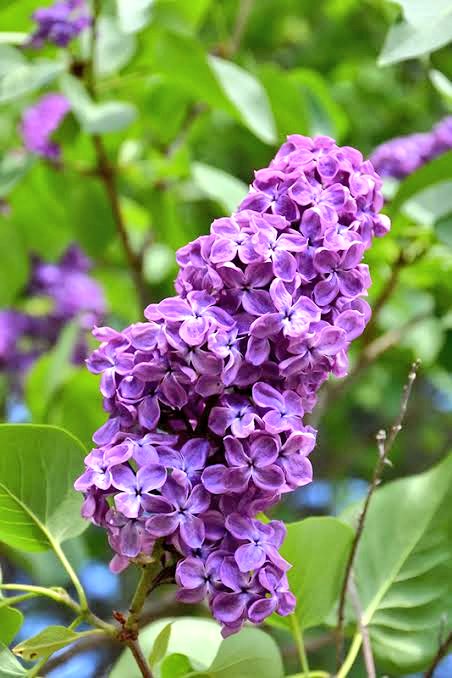 Lilás  (Asessippi Lilás)...