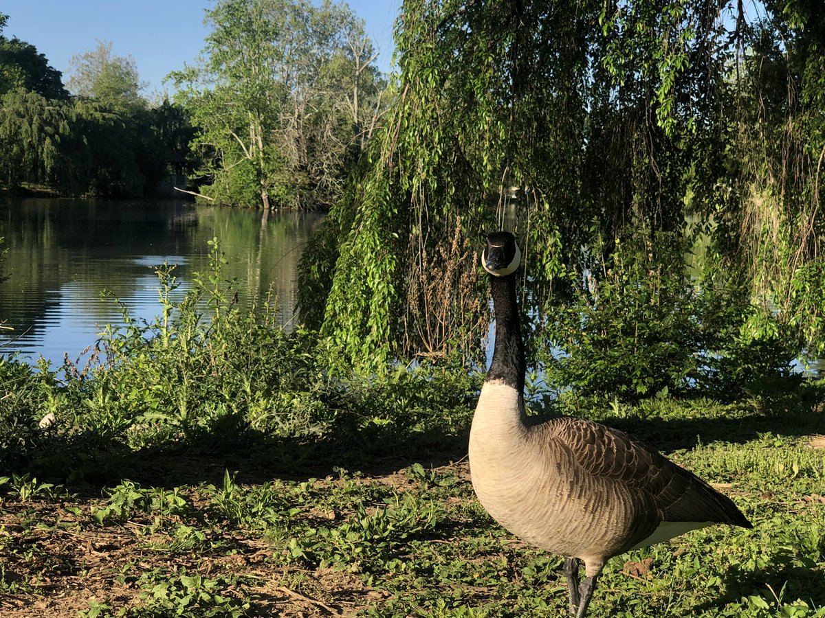 rjohno39's tweet photo. 5/12/22 b u g  d u c k  t r e e🐛🦆🌳 https://t.co/9L8cALavpj