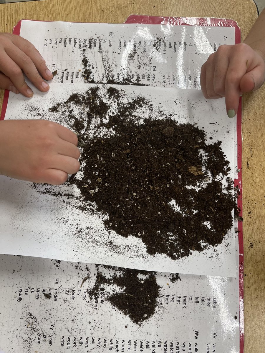 MsPenumarthy's tweet photo. 3-1 getting their hands dirty @MCKSmithBennett learning about soil composition! @HaltonDSB #scientificinquiry 🪴 https://t.co/AuPtyA7bBQ