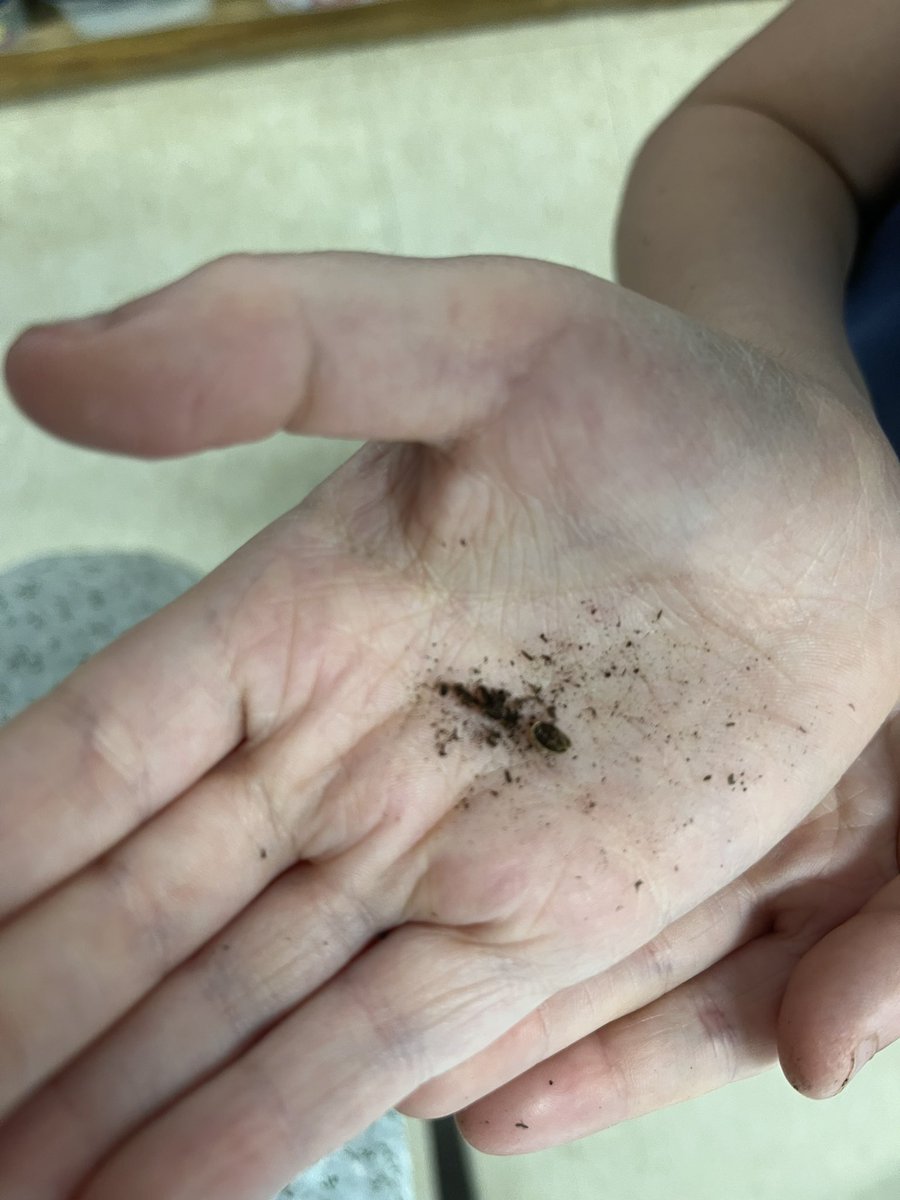 MsPenumarthy's tweet photo. 3-1 getting their hands dirty @MCKSmithBennett learning about soil composition! @HaltonDSB #scientificinquiry 🪴 https://t.co/AuPtyA7bBQ