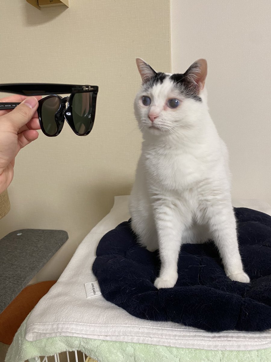 Olafree14's tweet photo. りり、レイバンを知るの巻
#cat #cats #CatsOfTwitter #catlovers #CatsLover #ねこ #猫好きさんと繋がりたい #猫の居る暮らし #レイバン #rayban #サングラス https://t.co/vL7rrwG55W