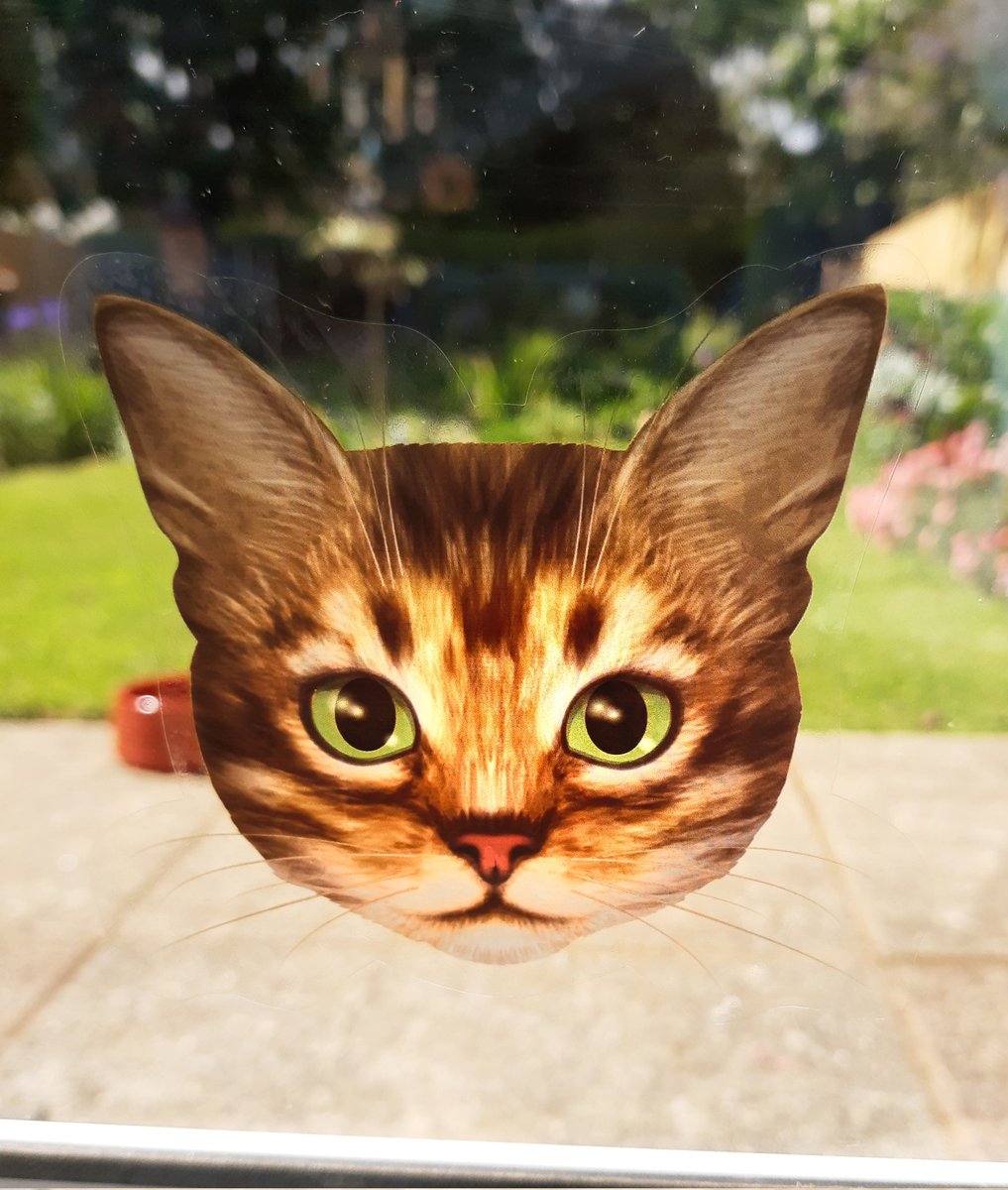 OldSchoolBooks1's tweet photo. New #staticcling items to stop people banging their noses on glass doors in the house. You wouldn't head bang a #kitten would you? #carerslife https://t.co/nvl3Yzy7Zu
