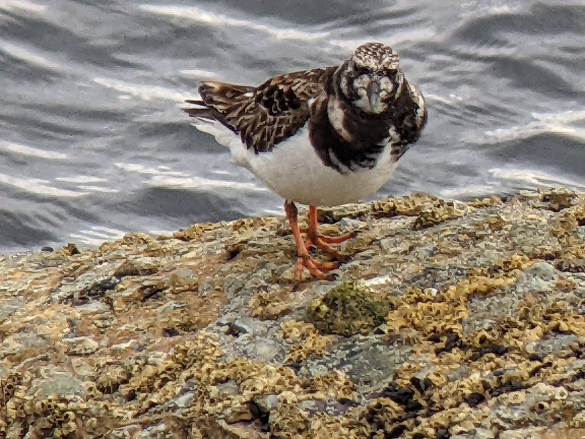 bobhogrunner's tweet photo. @teesbirds1 @teeswildlife @teesmouthbc @nybirdnews @Natures_Voice Stills of #Smallcopperbutterfly,#Guillemot and #Turnstone, S Gare this A M. https://t.co/awlASPGWiq
