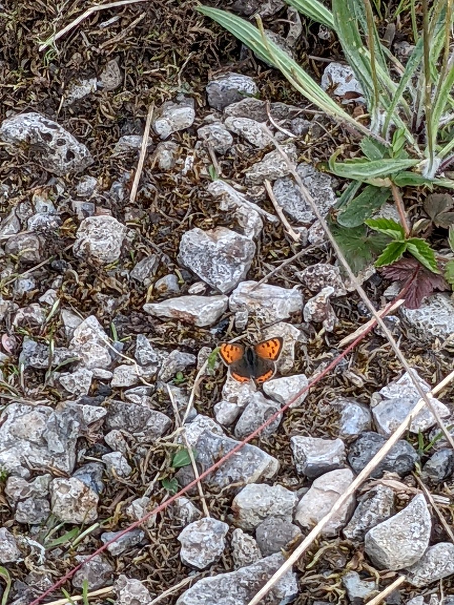 bobhogrunner's tweet photo. @teesbirds1 @teeswildlife @teesmouthbc @nybirdnews @Natures_Voice Stills of #Smallcopperbutterfly,#Guillemot and #Turnstone, S Gare this A M. https://t.co/awlASPGWiq
