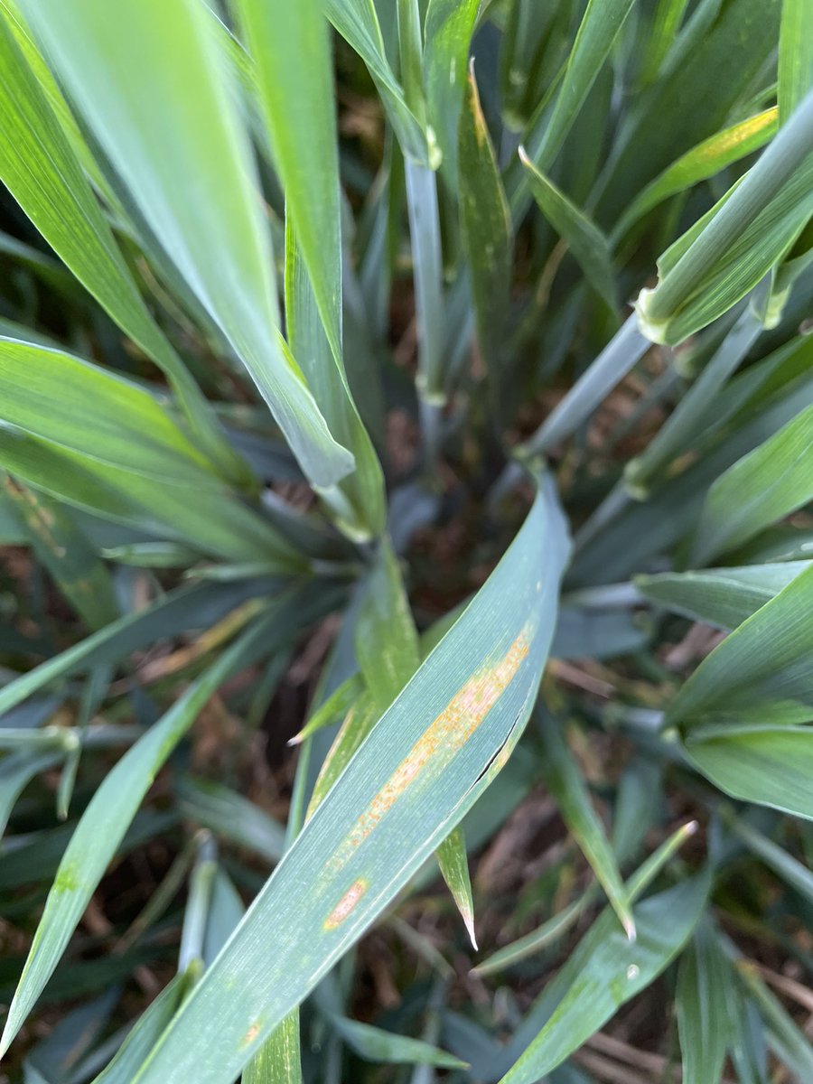Leaf 3 just breaking down to Y. Rust flag is out now so will be sprayed next week. #EastMidsAgronomy