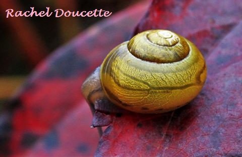 LornadEnt's tweet photo. “Nature does not hurry, yet everything is accomplished.” ~ LaoTzu
Photo by Rachel Doucette 'Is it Spring down there?' https://t.co/OUnt4lbRIt