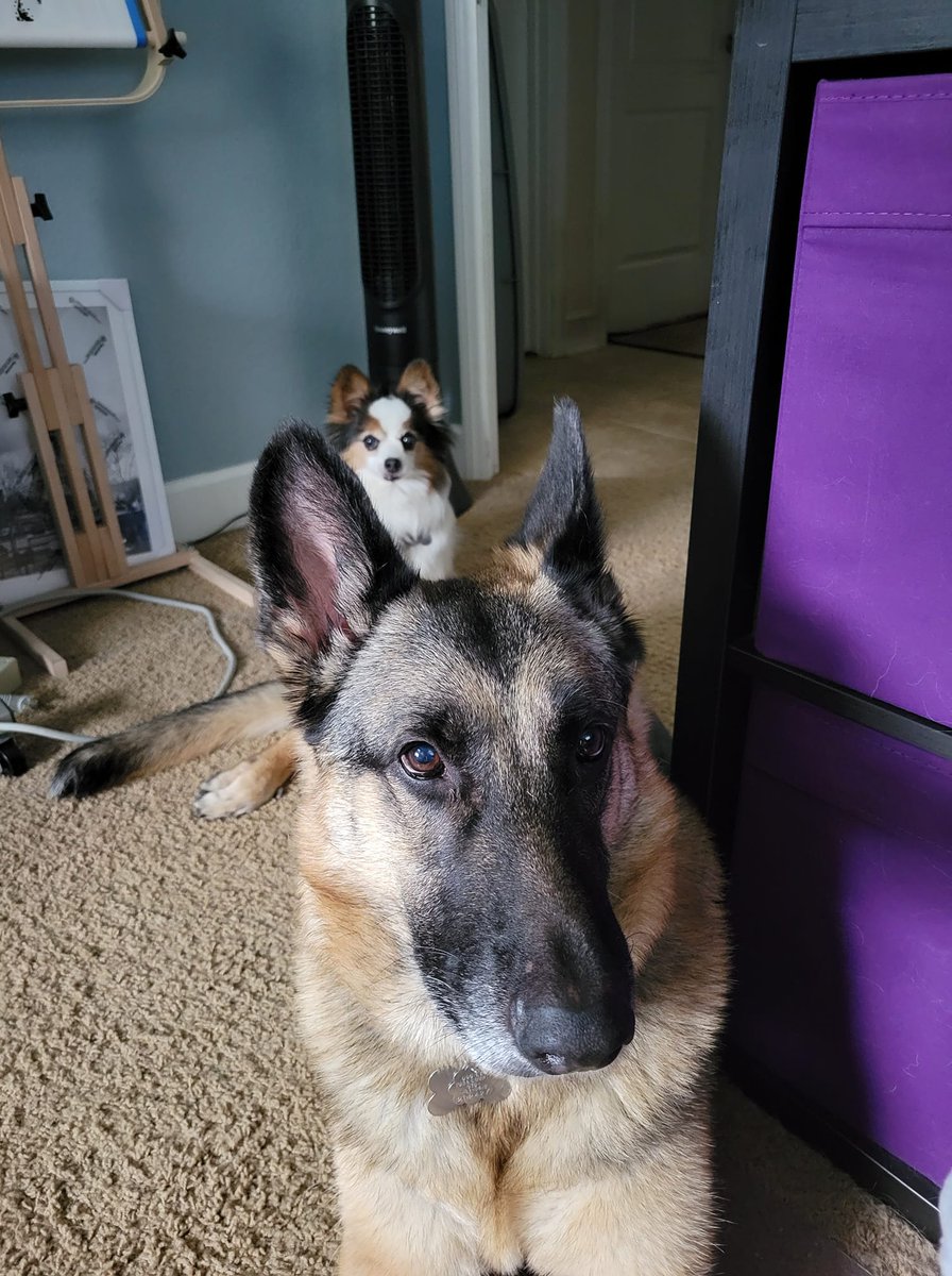 PupPod's tweet image. POV: Your younger sister loves #PupPod so much that they don’t share with you 😅 … 

Thanks to our customer @Yuriko Jacobs on Facebook for sharing this great pic of these two pups!  

Do you have two pups who share PupPod? What’s your experience like? 

#petproducts