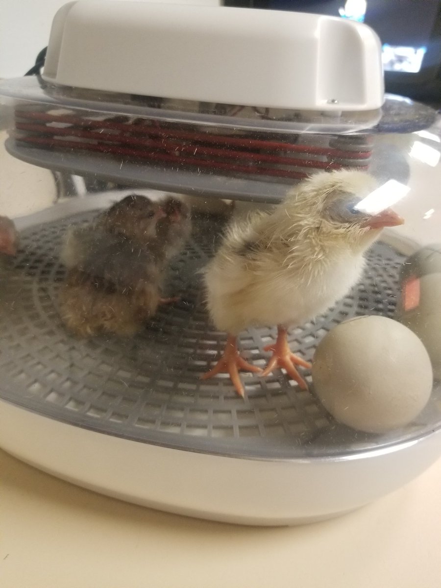 Karen Dreistadt tweet media