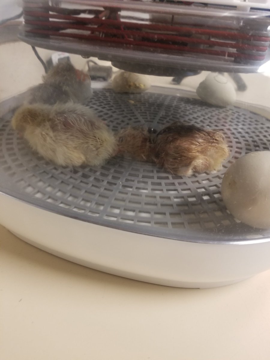 Karen Dreistadt tweet media