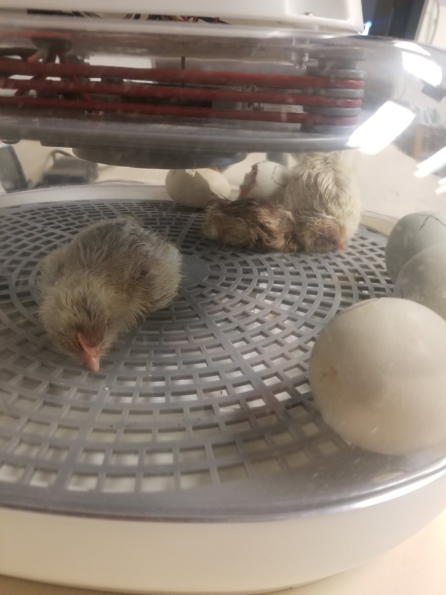 Karen Dreistadt tweet media