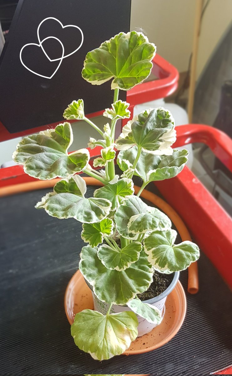 TechieLady1's tweet photo. Picked up the best of all geraniums in a garden centre. ππ
#happytechie https://t.co/FIDYFr0Ilt