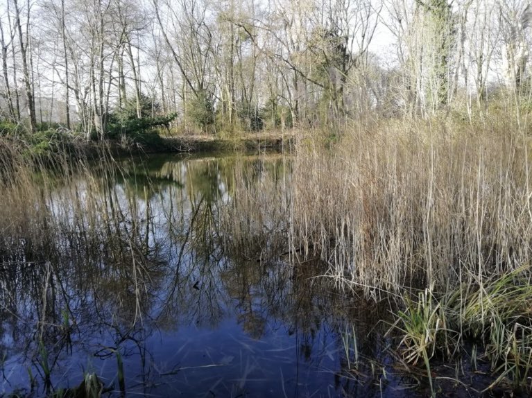 GroundsTraining's tweet photo. Ecology #training: Is your estates team responsible for the management and maintenance of ponds and #wetlands? Our @LantraUK accredited course provides the knowledge and knowhow to help you develop a plan.

https://t.co/P1f5gBPSuA https://t.co/I790380xvk