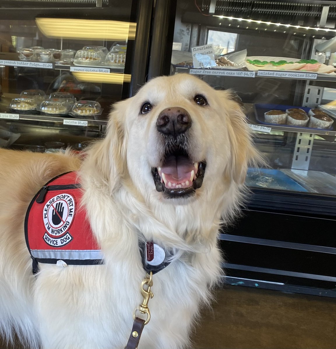sampson_dog's tweet photo. The bakery we go to made me special peanut butter doggo treatos! It was a surprise! For me! Peanut butter treatos! My happy just can’t be contained! https://t.co/WIQoeKP5Dz