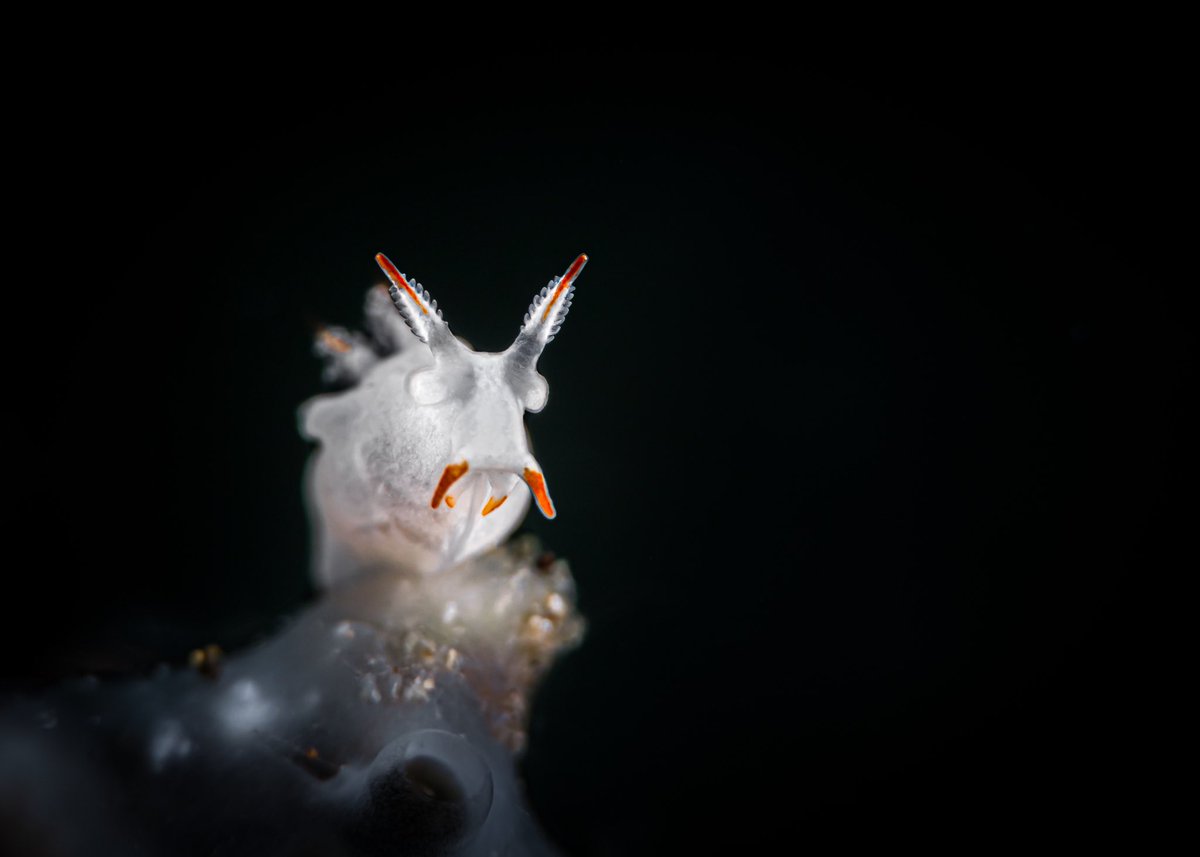 Mark Badiola tweet media