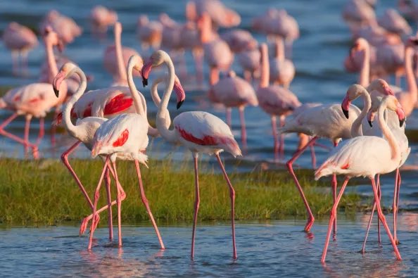 AleenIndia's tweet photo. Hoy con @CarlaEnKeniaAV hemos conocido Kenia 🇰🇪 
El Parque Nacional del lago Nakuru destaca por sus flamencos y numerosas aves 🦩.
En el norte podemos encontrar la reserva de Samburu que destaca por su tribu y por sus jirafas antílope reticuladas 🦒
#DescubreElMundoConAVGE https://t.co/eTxhDFkQgd