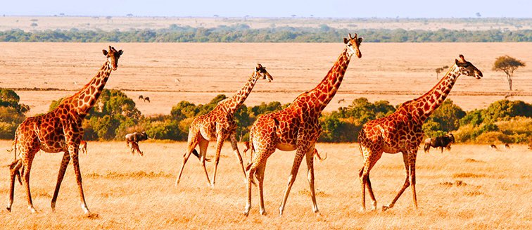 AleenIndia's tweet photo. Hoy con @CarlaEnKeniaAV hemos conocido Kenia 🇰🇪 
El Parque Nacional del lago Nakuru destaca por sus flamencos y numerosas aves 🦩.
En el norte podemos encontrar la reserva de Samburu que destaca por su tribu y por sus jirafas antílope reticuladas 🦒
#DescubreElMundoConAVGE https://t.co/eTxhDFkQgd