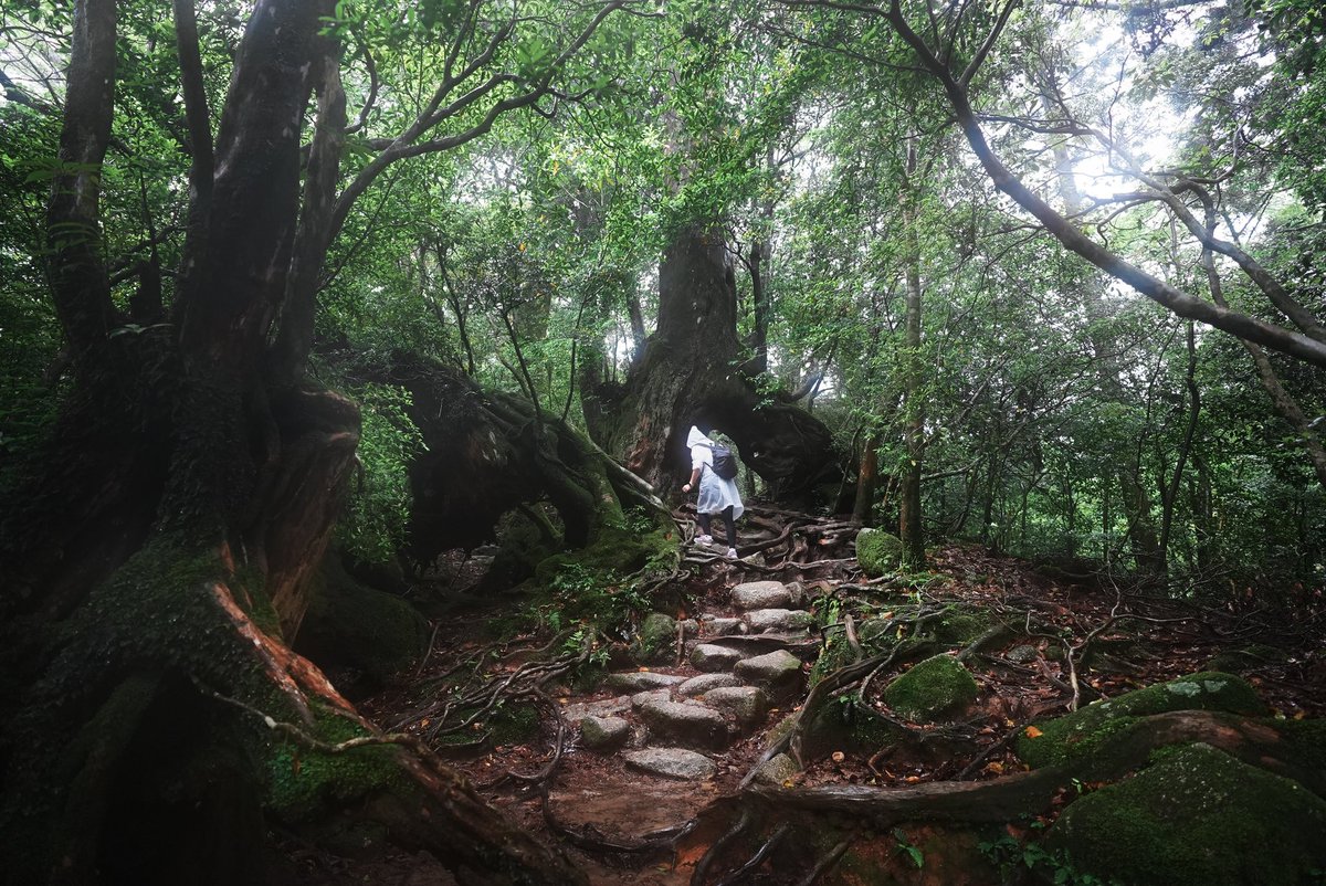 #yakushima is proper beautiful