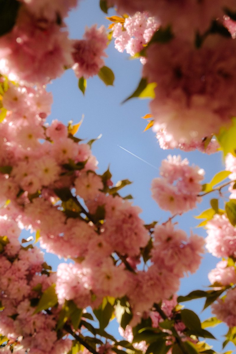 first_castle's tweet photo. 🌸✈️🌸 https://t.co/dqo3iyR1UM