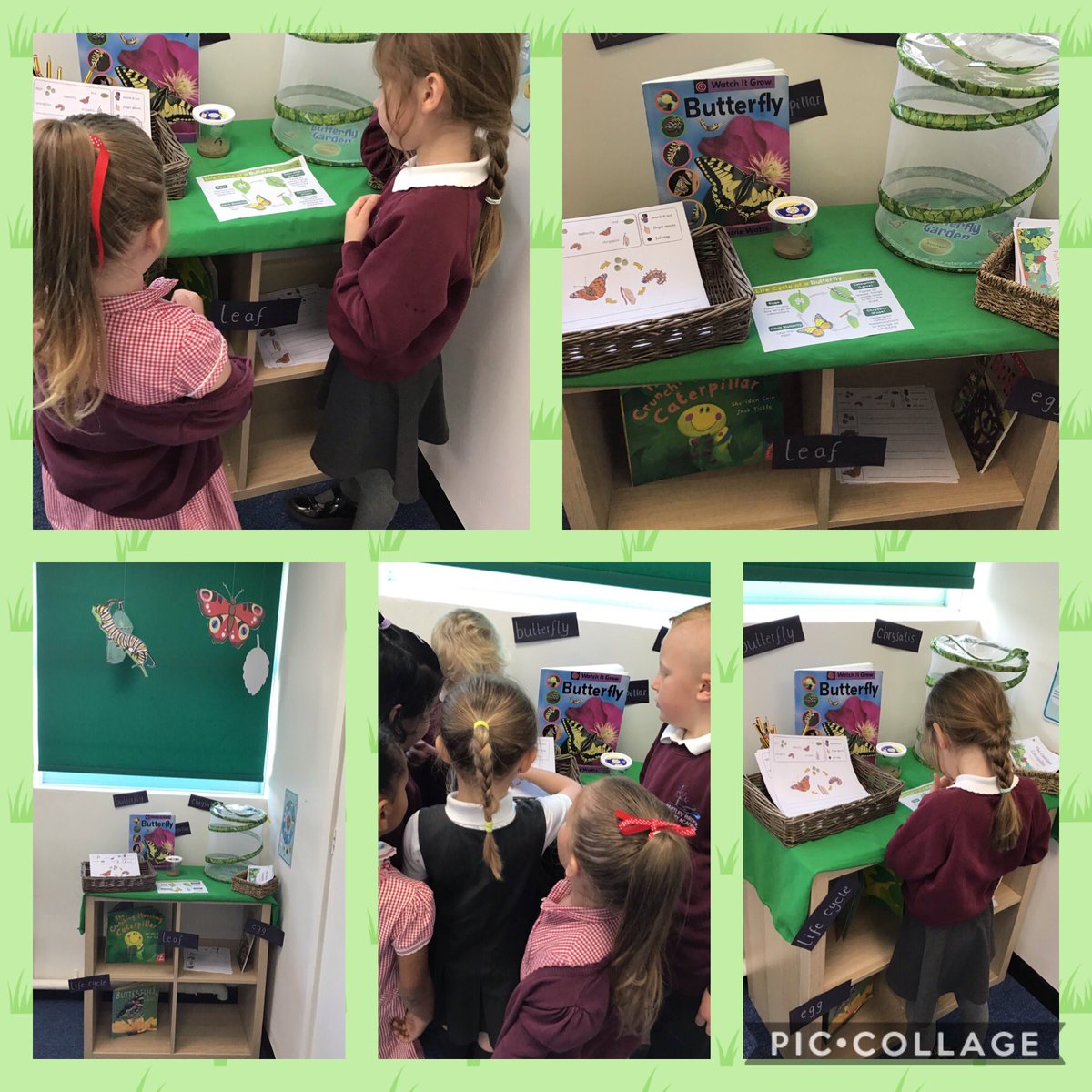 MissMalcolmHB's tweet photo. Reception Green have been very excited about our new class caterpillars today, we can’t wait to watch them turn to butterflies 🐛🦋 https://t.co/wqbBnA9S0b