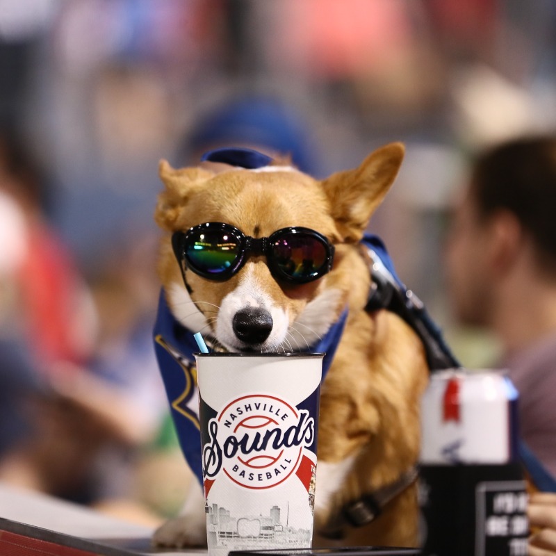 nashvillesounds's tweet photo. .@titosvodka Tail Waggin' Tuesdays are cool. 

Your dog thinks so too. 

Bring your pup next Tuesday &amp; proceeds from all dog tickets sold will benefit @AgapeRescue 🐶