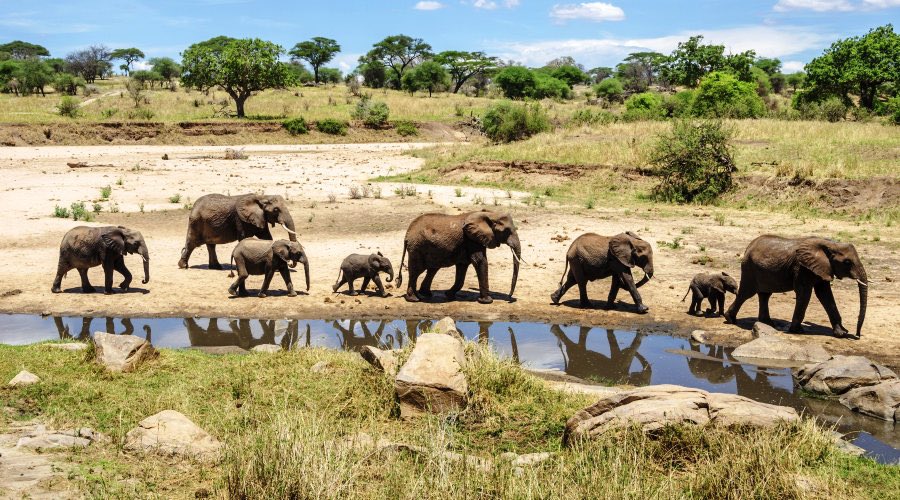 AleenIndia's tweet photo. Hoy con @AdrienSudafrica hemos viajado a Sudáfrica 🇿🇦 
En el Parque Nacional de Kruguer  se pueden ver los Cinco Grandes: león, elefante, leopardo, rinoceronte y búfalo. Su forma de vegetación es la sabana 🐘
La tribu más conocida es la zulú  
#DescubreElMundoConAVGE https://t.co/b8pFt4oqDW