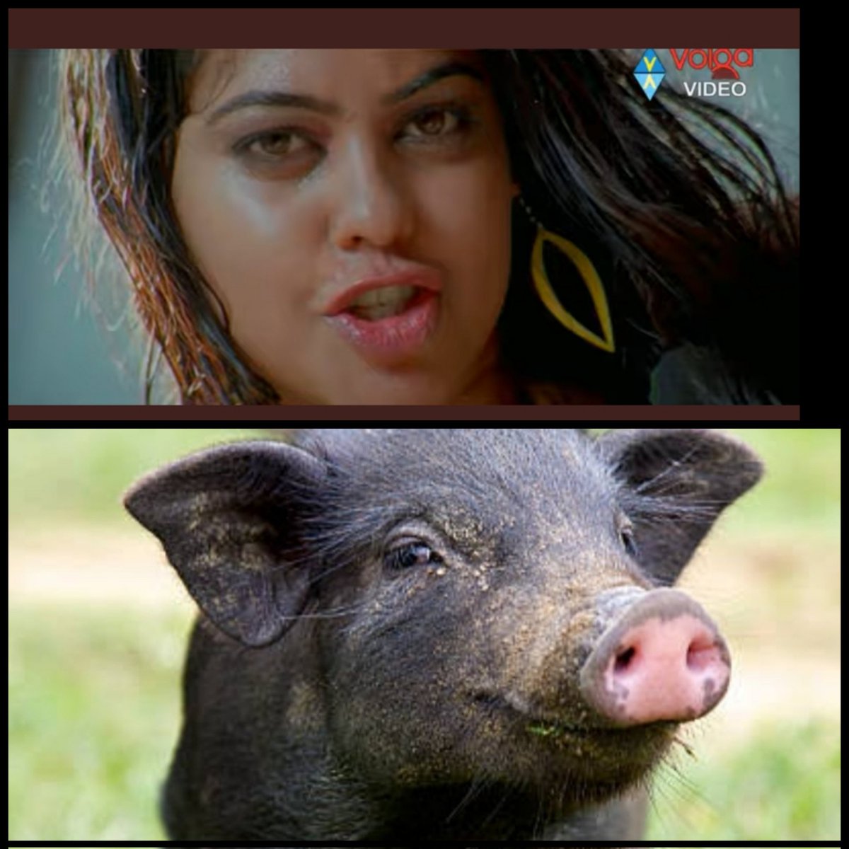 Saialekhyau's tweet photo. @balajiniteesh Bendaky pandi is luv 😍😍
Pandhimadhavi 😍😍
#sycho #physicomadhavi #surpanakamadhavi #biggbossnonstop https://t.co/XsHY51vLce