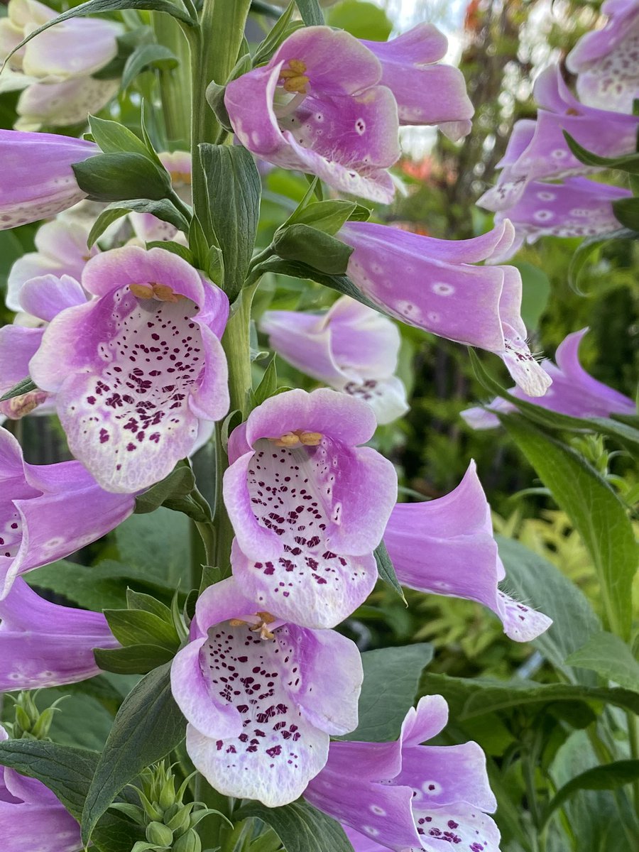 Portland Nursery tweet media