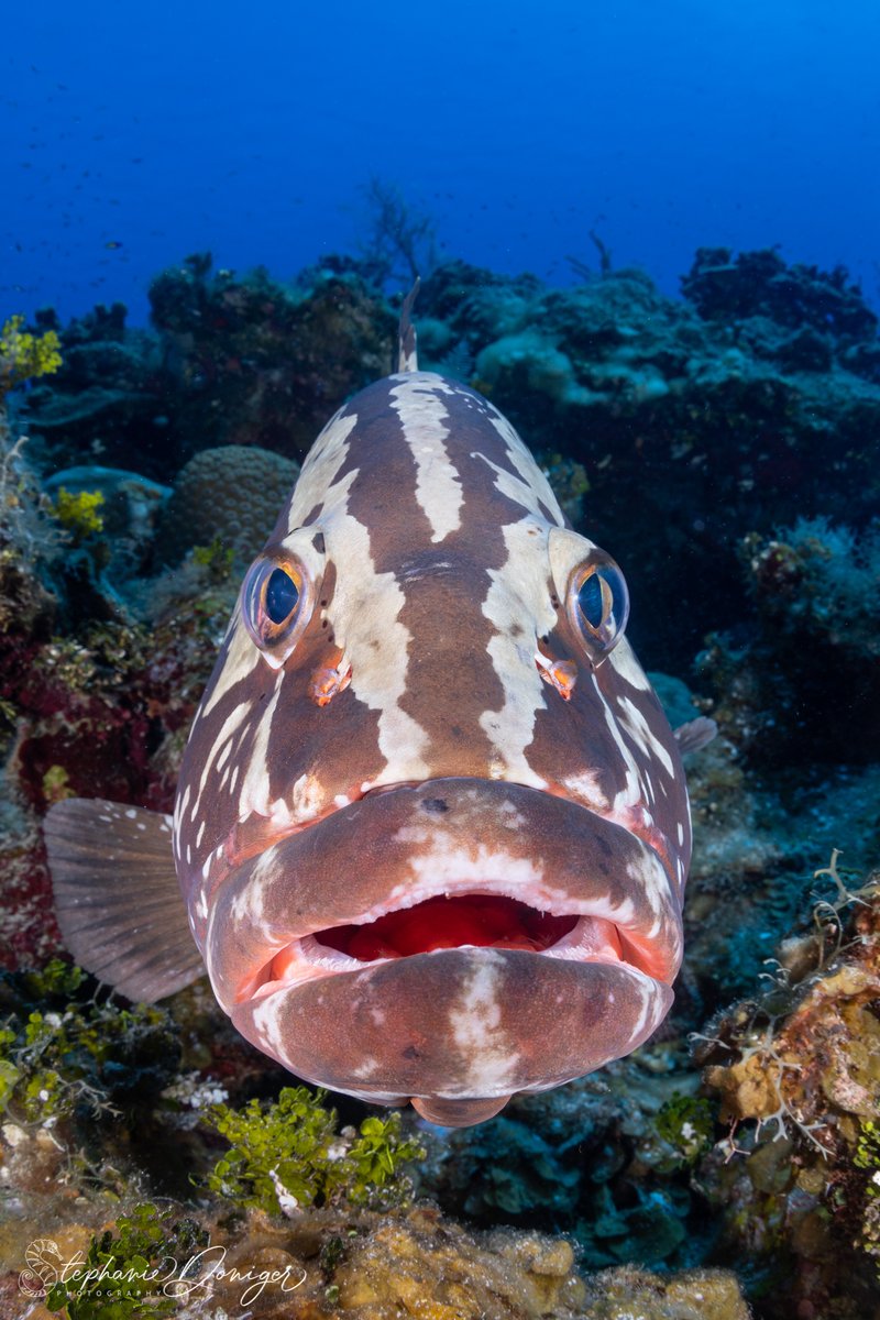 Everything you ever wanted to know about #divemedicine... and #scubadiving included! Amazing speakers.. HIGHLY recommend!
event.crowdcompass.com/dancmespring20…