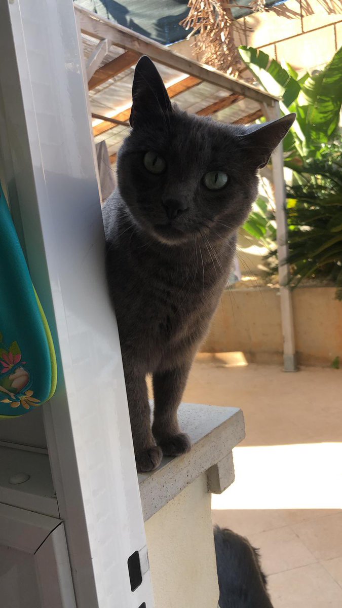 MacuRodriguez1's tweet photo. Busco casa para esta gatita de 3 años castrada y con sus vacunas al día ! El motivo es cambio de domicilio y no le dejan tener animales ! Cualquier interesado que me escriba y por favor compartirlo tiene que salir de el piso en un mes ! 🙏🏻 https://t.co/rJxmyext2r
