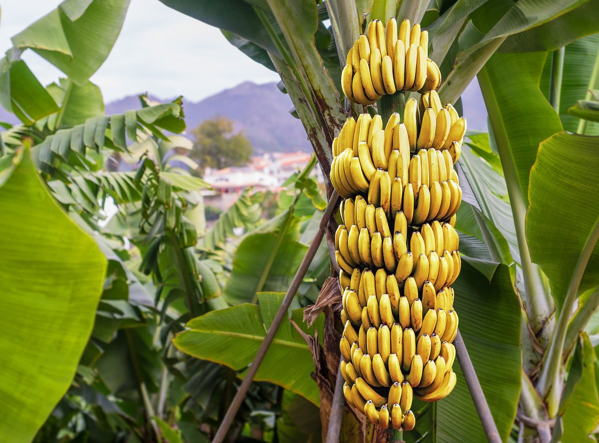 Human Food bars contain organic bananas because they are an excellent source of source of fiber, potassium, vitamin B6, vitamin C, and various antioxidants and phytonutrients... and of course, because they taste amazing.

Do you like bananas? Let's assume so.