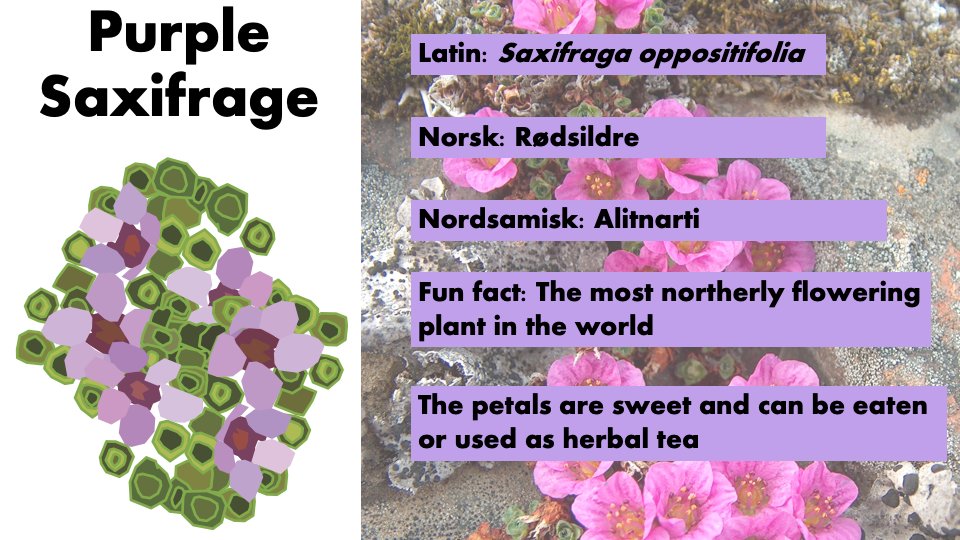 NINAnature's tweet photo. The purple saxifrage is a common alpine and Arctic plant - but famously grows on Kaffeklubben Island in Northern Greenland, making it the most northerly flowering plant in the world. Also - caterpillars LOVE munching on it!🐛🐛🐛

#biodiversity #fieldwork #tundra https://t.co/PpIHH7pry2