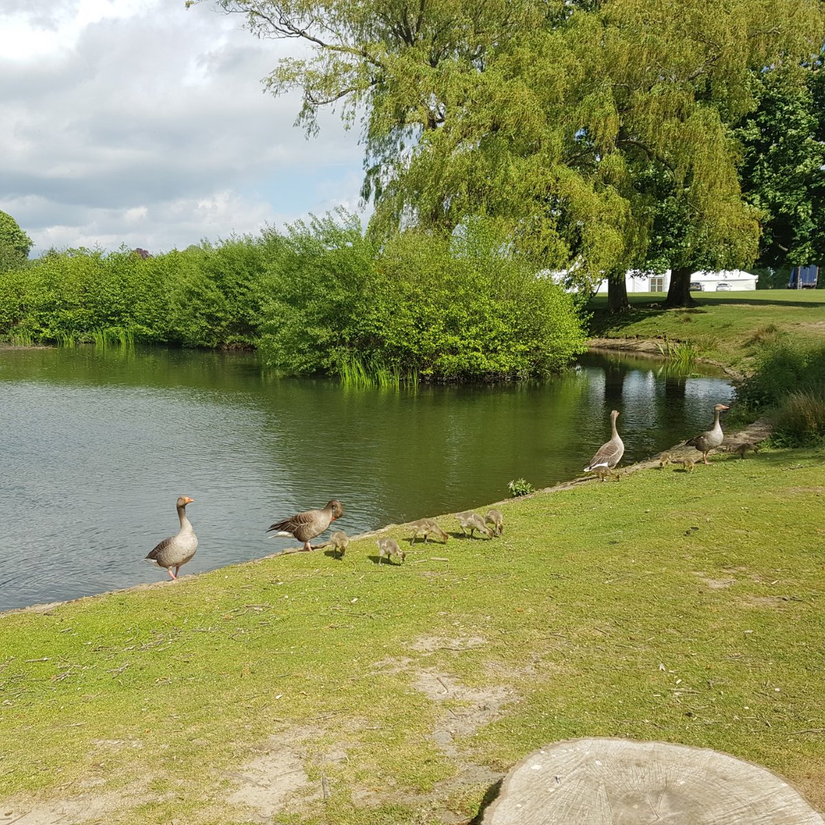 There are lots of spring babies to spot in the park right now, including these adorable greylag goslings 😍

This weekend you can also stop off at the Petworth Park Antiques &amp; Fine Art Fair organised by <a href="/ADFLfairs/">AntiquesDealersFair</a>. For opening times/prices visit petworthparkfair.com 

📷Will C