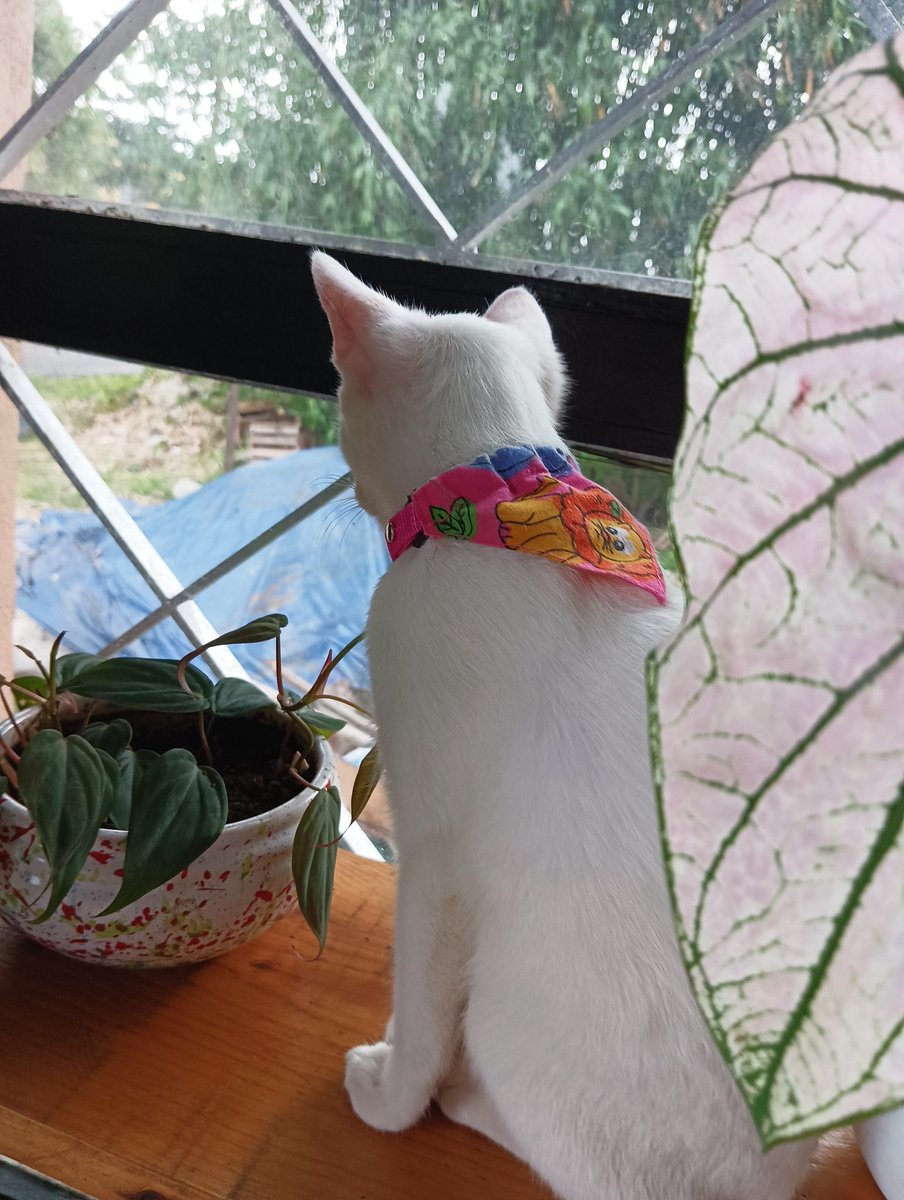 _chokey's tweet photo. She is making sure no pest attack my plants... 🥺🥺🥺 

#CatsOfTwitter #plants #micans #philodendronmicans #caldiums https://t.co/gl6QtFCem6
