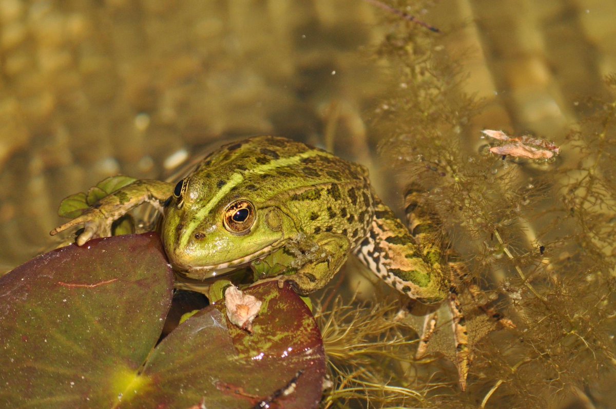 Natalie_Frosch's tweet image. Gestern war ich Artgenossen besuchen😃 Wir wünschen einen wunderschönen Tag, geherzte Timeline Mögen auch mit euch viele Frösche sein🐸 #frogcontent