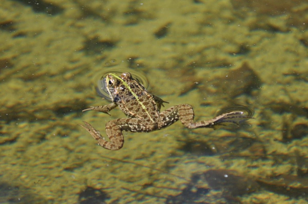 Natalie_Frosch's tweet image. Gestern war ich Artgenossen besuchen😃 Wir wünschen einen wunderschönen Tag, geherzte Timeline Mögen auch mit euch viele Frösche sein🐸 #frogcontent