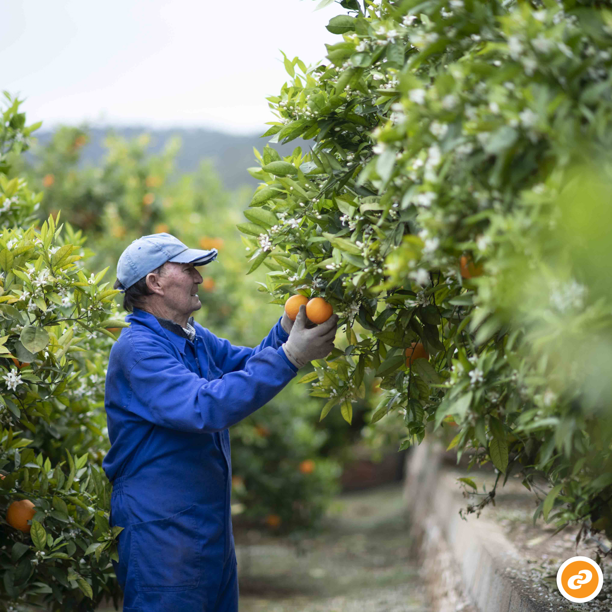 Consum's tweet photo. Y no sólo es que están cerquita es que además tienen todas las garantías, como los cítricos 100% @CValencianos o nuestra carne fresca 100% con certificado de bienestar animal. Sellos Welfare,
@interporc  @Provacuno y  @TerneraGallega 
#ResultadosConsum2021 https://t.co/o03XQJqcJw