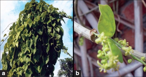 Tinospora cordifolia/heart-leaved moonseed or commonly known as guduchi/giloy is Ayurveda's pet herb that is used to treat diseases ranging from cold to cancersWord “giloe”, Hindu mythological term refers to a heavenly elixir providing immortality...  https://www.ncbi.nlm.nih.gov/pmc/articles/PMC2924974/