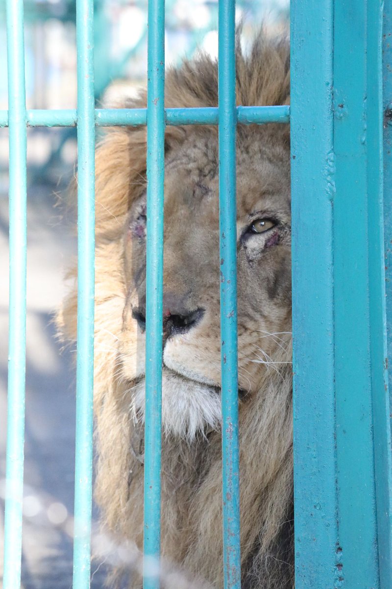 warriors_wow's tweet photo. Behind Enemy LIONS. 9 lions waiting to be rescued. - https://t.co/hdCbzB79Vg The war in Ukraine has caused that the fate of many wild and domestic animals are in jeopardy. We hope to evacuate them before the 30th May. Please DONATE @ https://t.co/RgJMudvkLc https://t.co/kpFSjpdJlh