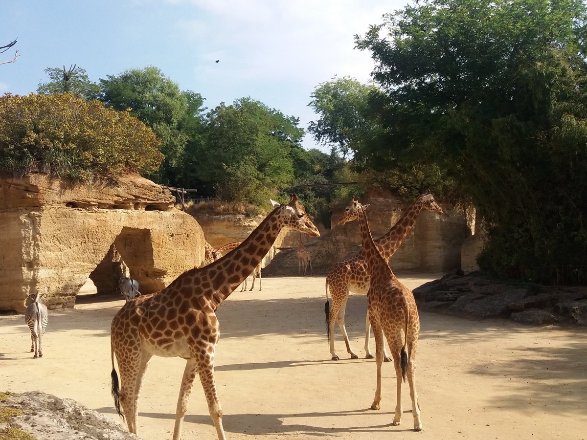 pybureau's tweet photo. Merci @FrancoisBioparc pour l'accueil de l'AG de l'association française des #zoos et #aquariums (#AFDPZ) les 11 et 12/05 à #Saumur et au @Bioparcdedoue. Une centaine de membres accueillant 21 millions de visiteurs par an, engagés dans la préservation de la #biodiversité. https://t.co/JC7chBuFhT