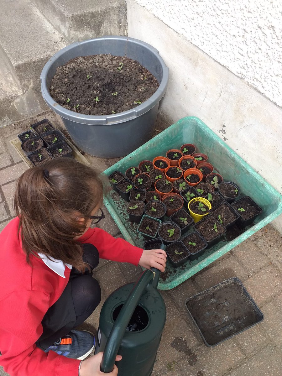 LawheadPS's tweet photo. P5-4 have been investigating what plants need and looking after Borage seedlings. They participated in #keeptheheidandread by retelling a story in the first person using the Windmill Farmer from the #literacyshed https://t.co/zr01idSVx4