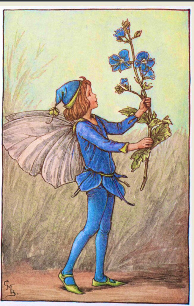 frome_maude's tweet photo. In Irish tradition speedwell was regarded as a good luck charm. Often found along verges or byways, it was sewn into clothing to give protection from accidents, especially on journeys when “speed well” possibly meant   “godspeed” or “safe journey.”#FolkloreThursday Img: CMB https://t.co/Fbg7E1JaUL
