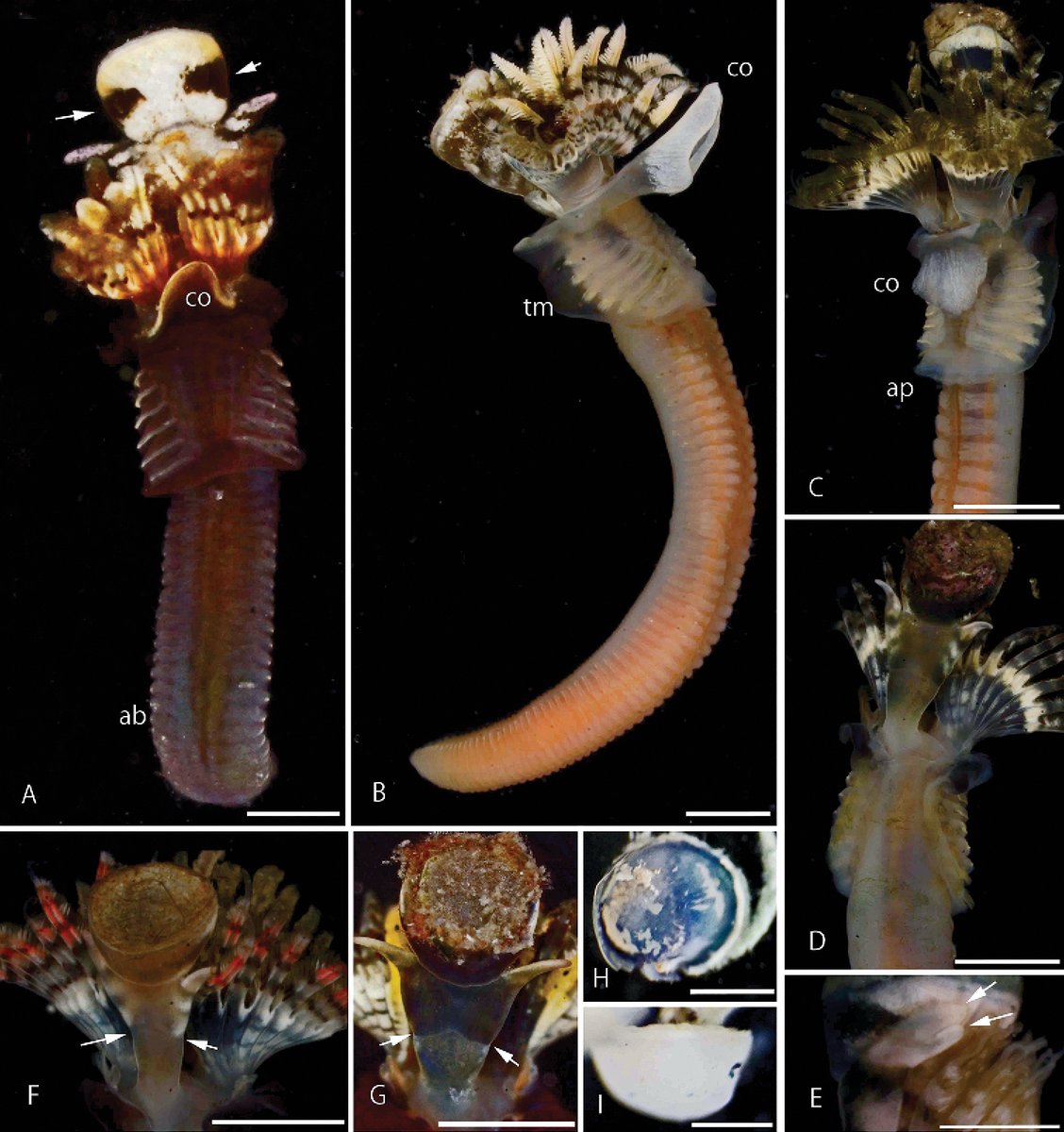 ZooKeys_Journal's tweet photo. A #NewSpecies of #fanworm is described based on specimens collected at the coastal Shonan area of Sagami Bay and the adjacent areas of Honshu, Japan๐ฏ๐ต. Its paleo-aggregations are also examined and described in detail: https://t.co/jBTc6JdV11
#Annelida https://t.co/eVKMuuSsaY