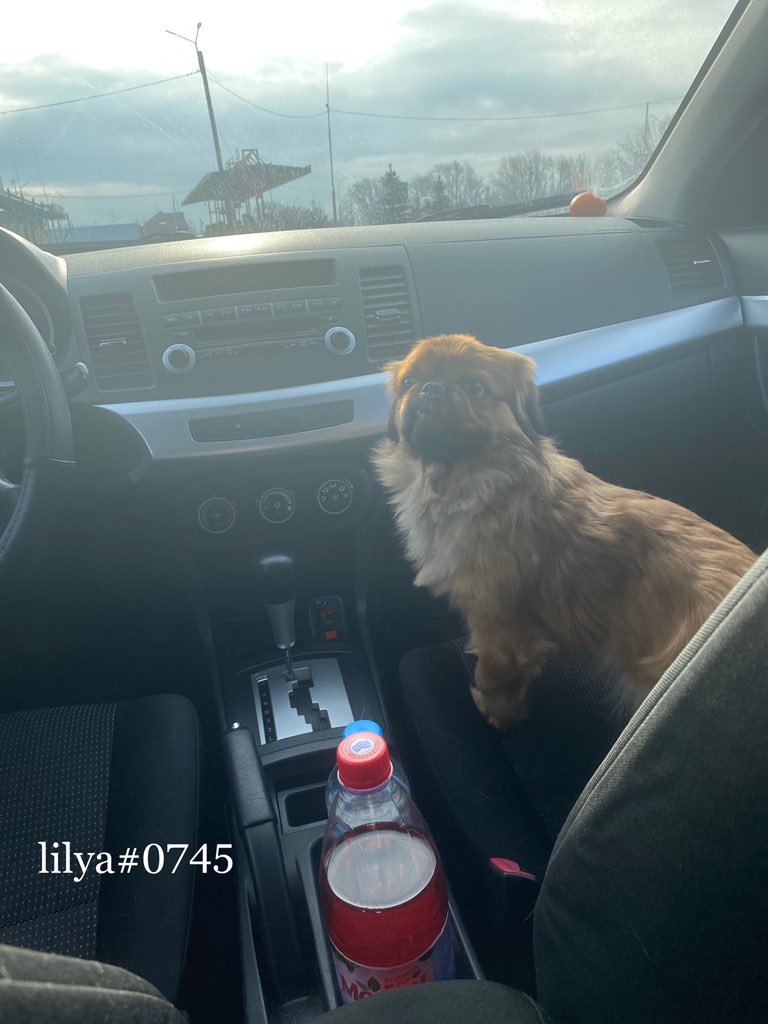 lilibes44's tweet photo. I'm going with my dog driver to another city, hehehe. We want to have a good rest this weekend🥳
#LonelyPopUnplugged https://t.co/elbNFvNVMq