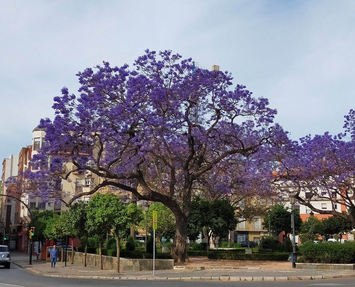 luisrpadron's tweet photo. Temo estar incurriendo en un delito de incitación al odio, pero las jacarandas de mi barrio son un espectáculo sublime que reconforta el alma. Ea, ya lo he dicho otra vez.

#jacaranda #Málaga https://t.co/ClIq21hyaR