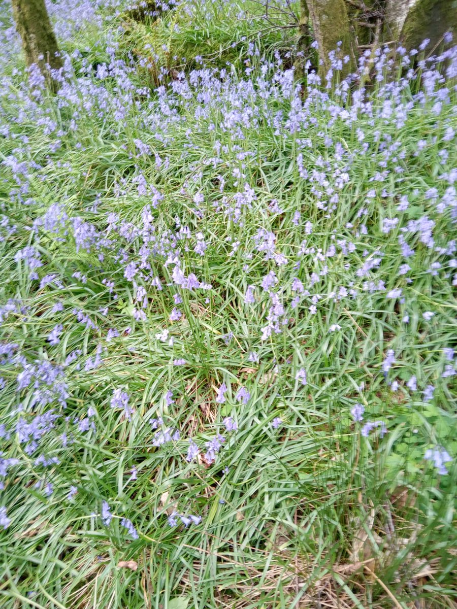 amara_k12's tweet photo. My 12yo niece sent me a picture of these bluebells yesterday - perfect for #ColourMEBlue! #MEAwarenessDay https://t.co/7lRS5r5UrN