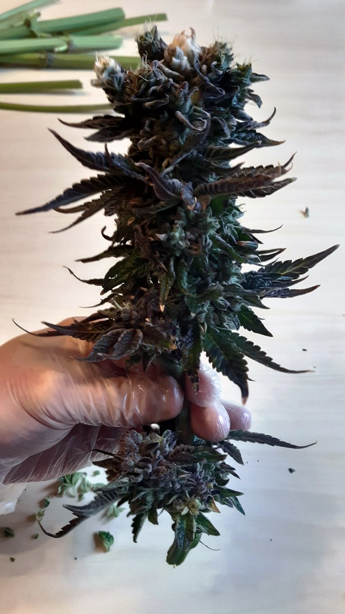 laakekantsu's tweet photo. Cherry 18 nro 2:n päälatvaa. #lääkekannabis #cherry18 https://t.co/sWSOsVAO8S