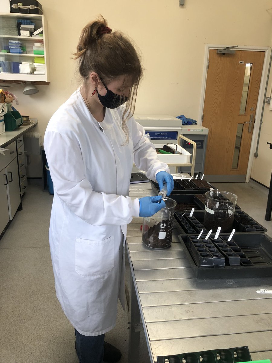 DrShannonGreer's tweet photo. Team work makes the dream work #HelpingKeepPlantsHealthy with @ClareSci. We are setting up an experiment to test a biocontrol agent for bacterial black rot of brassicas 🥦🥬 #PlantHealthWeek #XanthomonasThreats @BactPlantDis https://t.co/En4TV9iSW5
