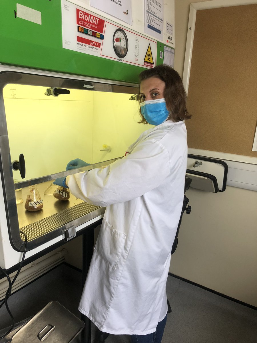 DrShannonGreer's tweet photo. Team work makes the dream work #HelpingKeepPlantsHealthy with @ClareSci. We are setting up an experiment to test a biocontrol agent for bacterial black rot of brassicas 🥦🥬 #PlantHealthWeek #XanthomonasThreats @BactPlantDis https://t.co/En4TV9iSW5