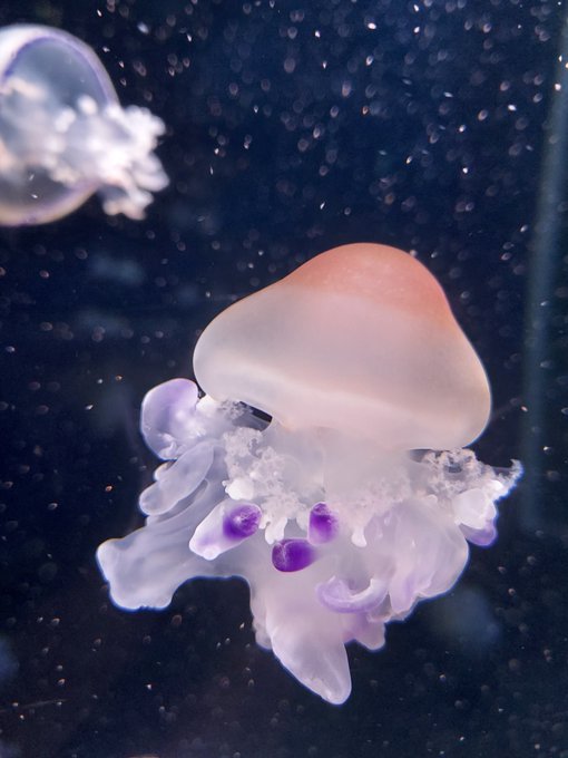 クラゲ 高画質 のtwitterイラスト検索結果